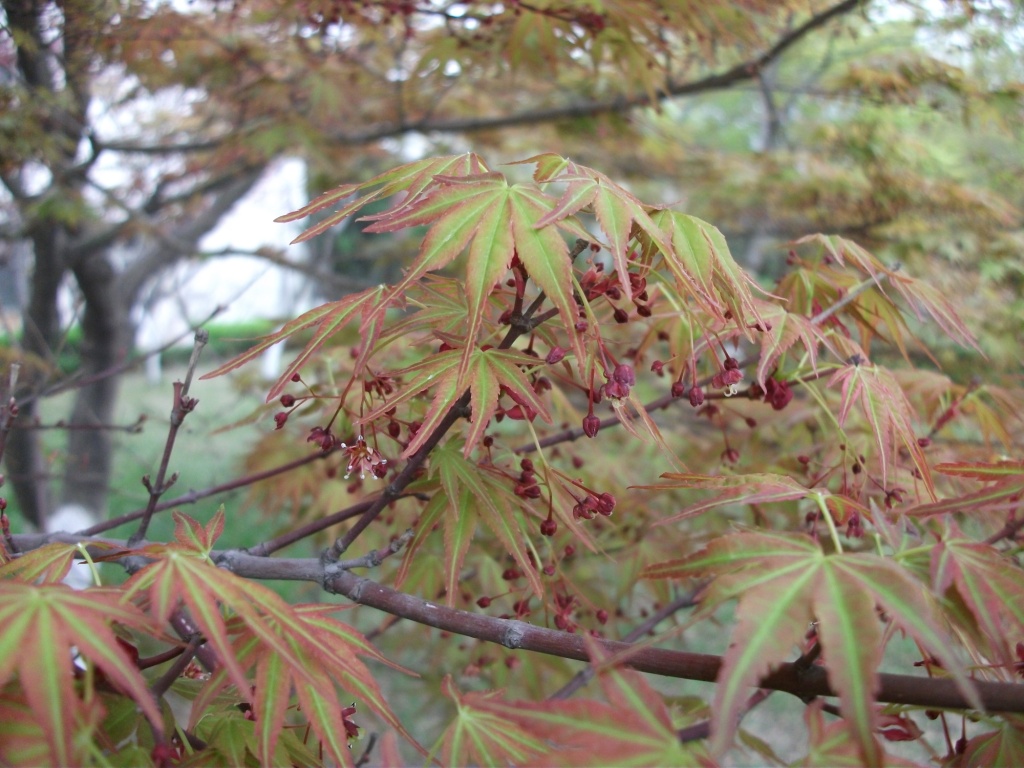 DSCF5727.JPG