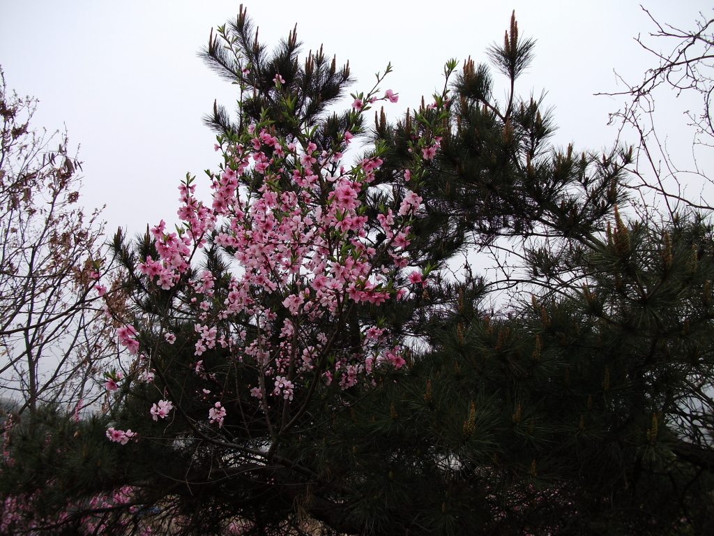 DSCF5751.JPG