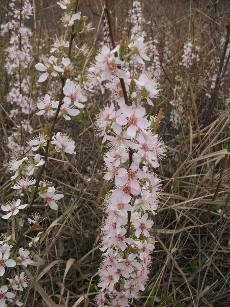DSCF5776.JPG