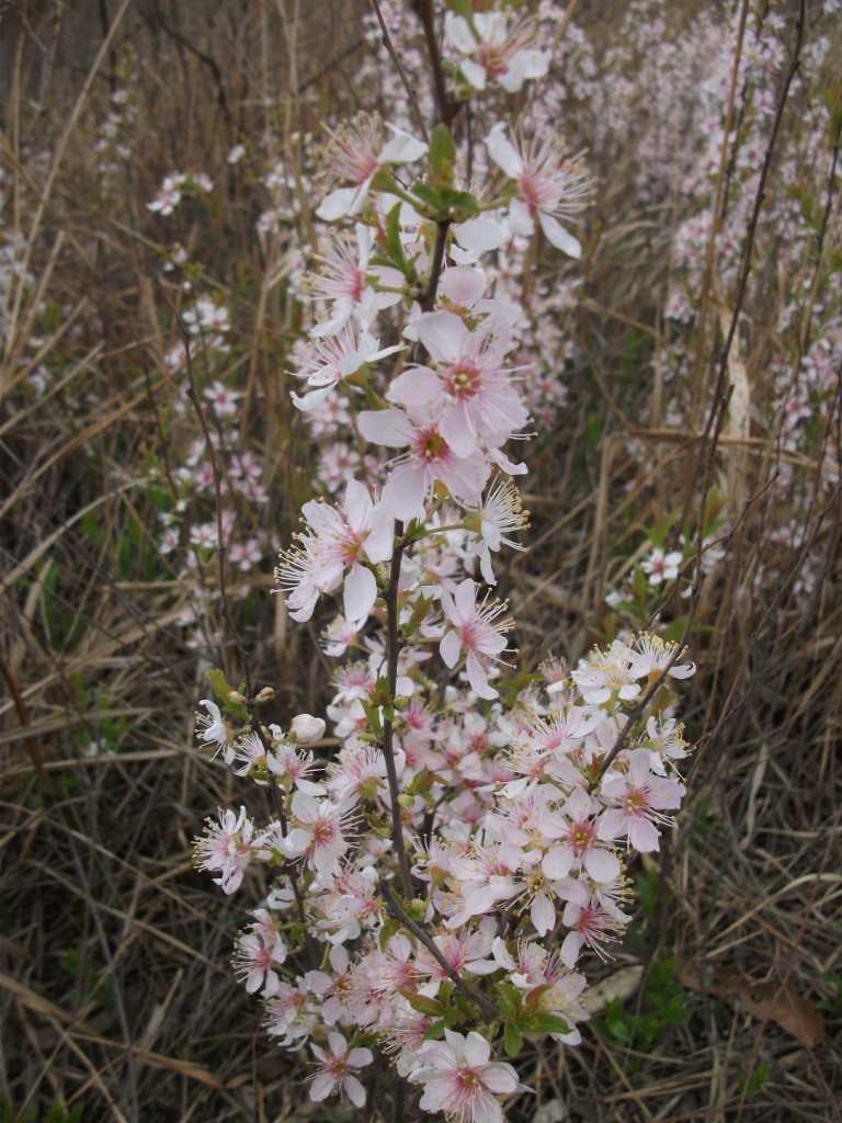 DSCF5777.JPG