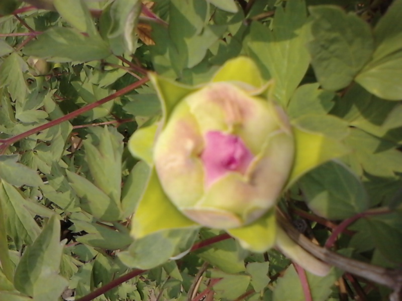 IMG_20140414_120940.jpg