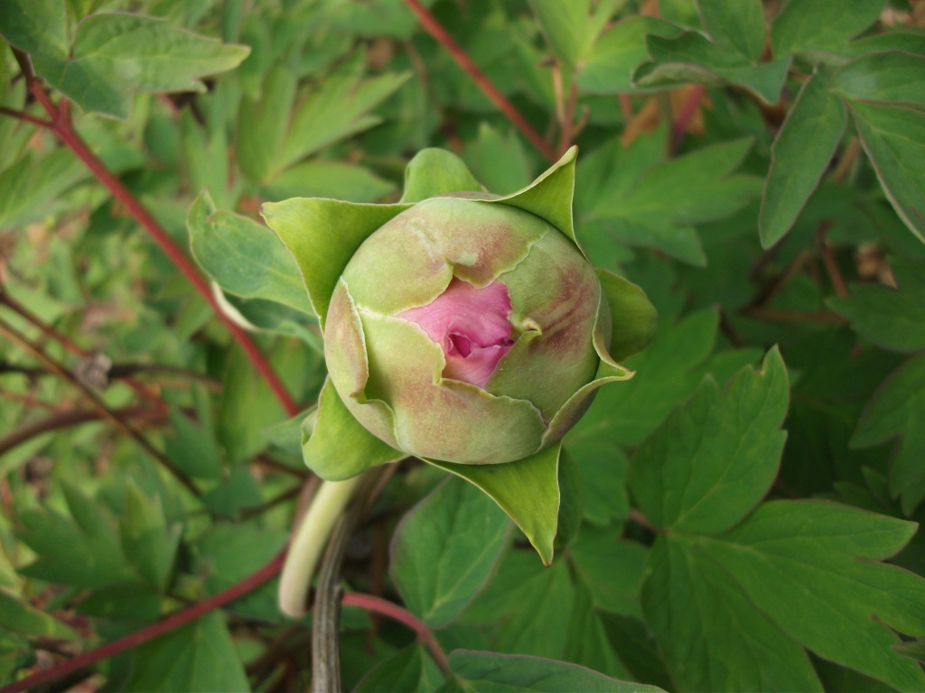 DSCF5805.JPG