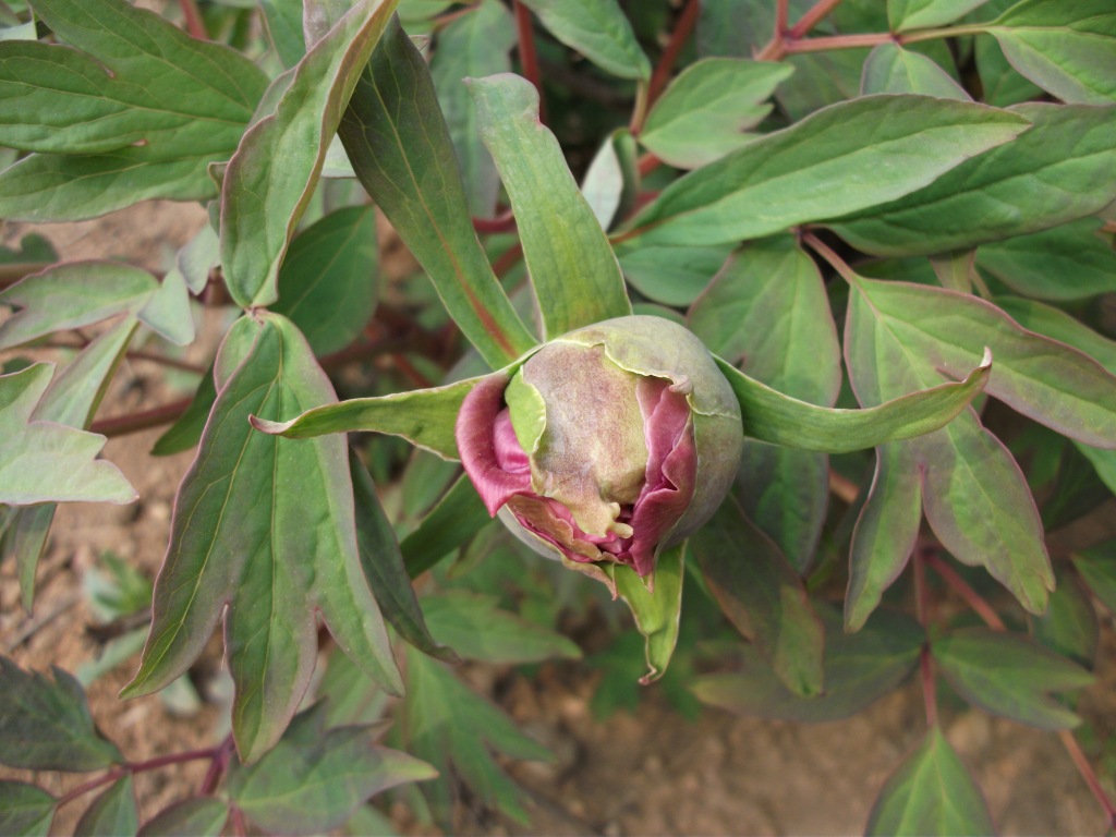 DSCF5811.JPG