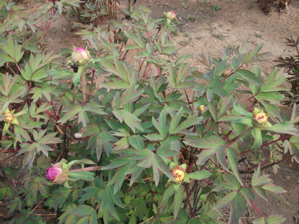 DSCF5818.JPG
