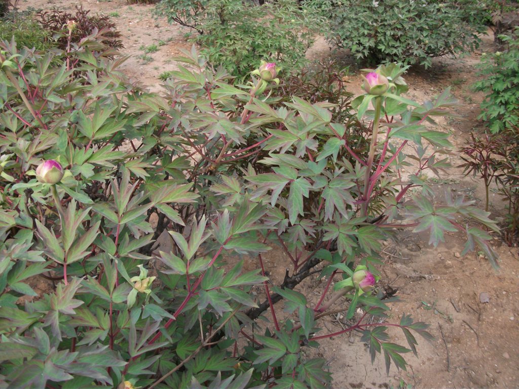 DSCF5819.JPG