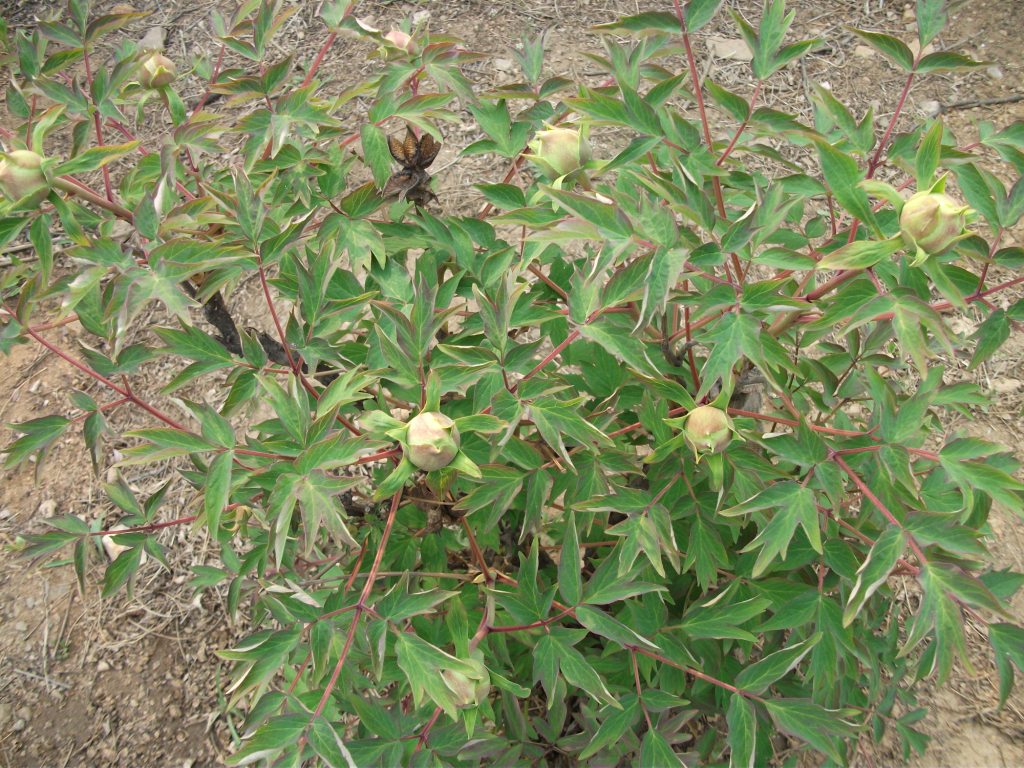 DSCF5821.JPG