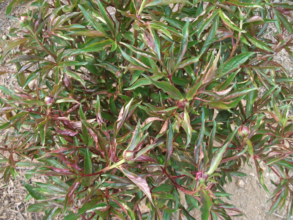 DSCF5822.JPG