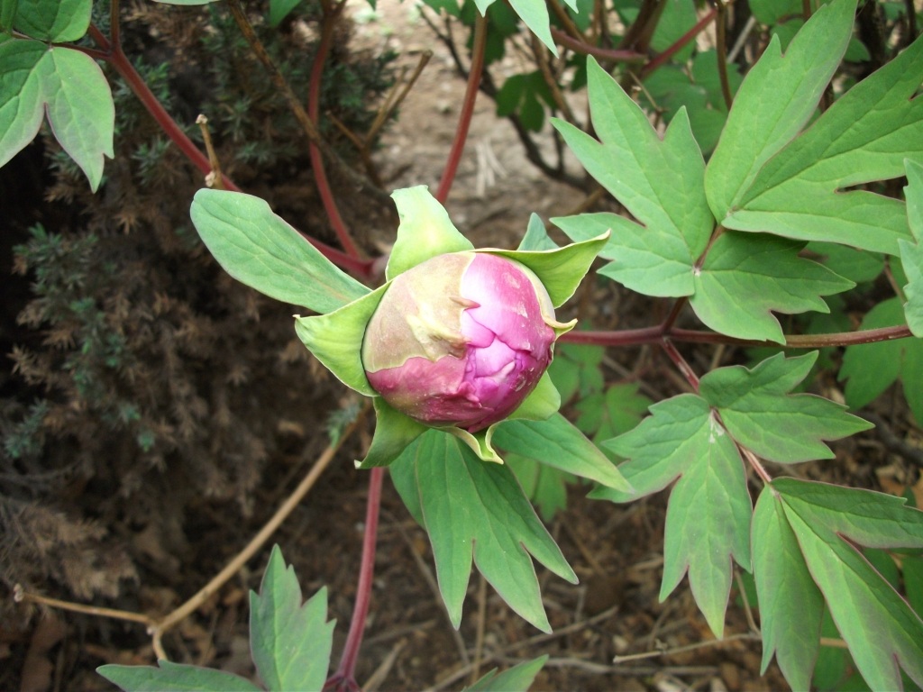 DSCF5825.JPG