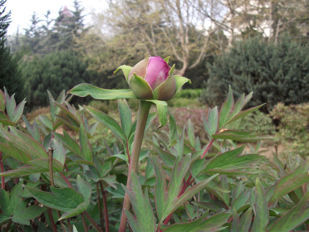 DSCF5827.JPG