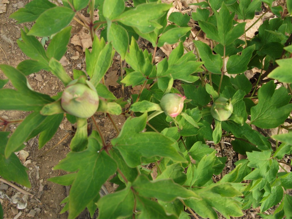 DSCF5837.JPG