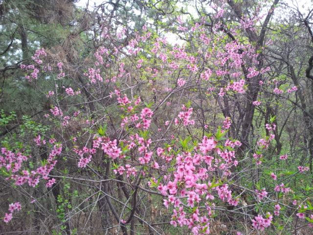 南山公园西侧山沟里的花丛