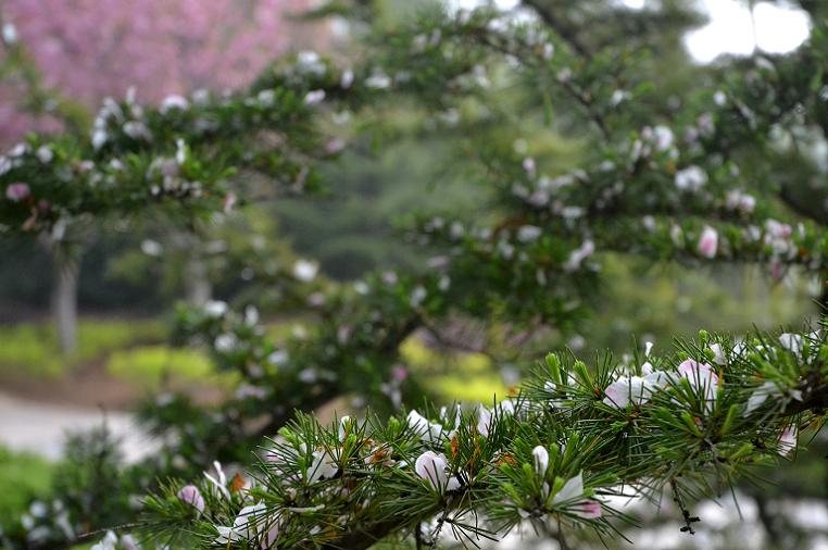 飞絮落花.jpg