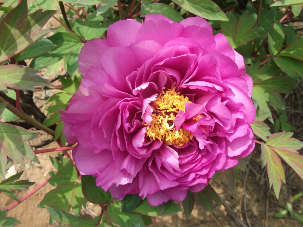 DSCF5900.JPG