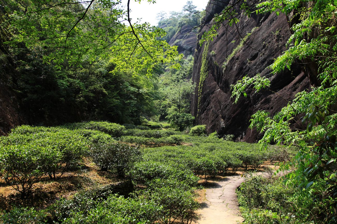海南，厦门，武夷山 1075.jpg