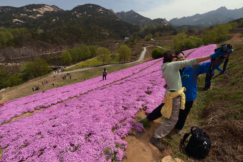 昆嵛山花海 (1).jpg