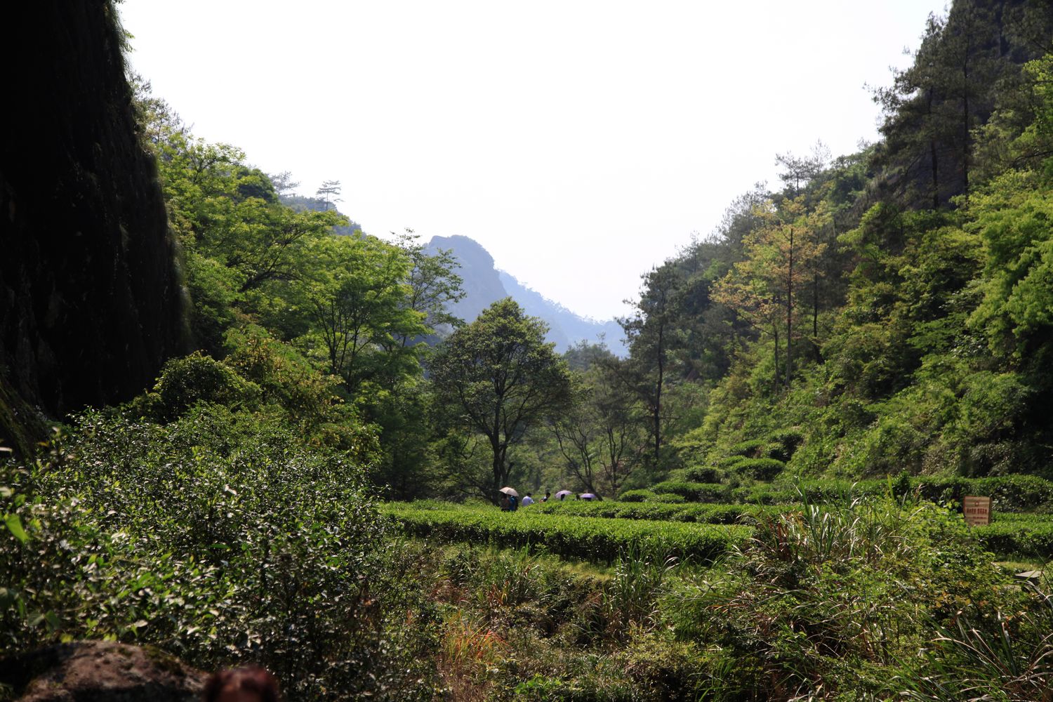 海南，厦门，武夷山 1099.jpg