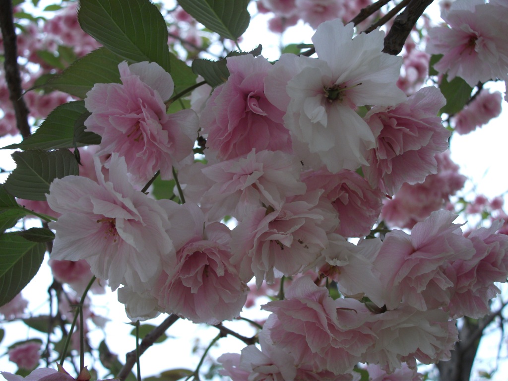 DSCF5935.JPG