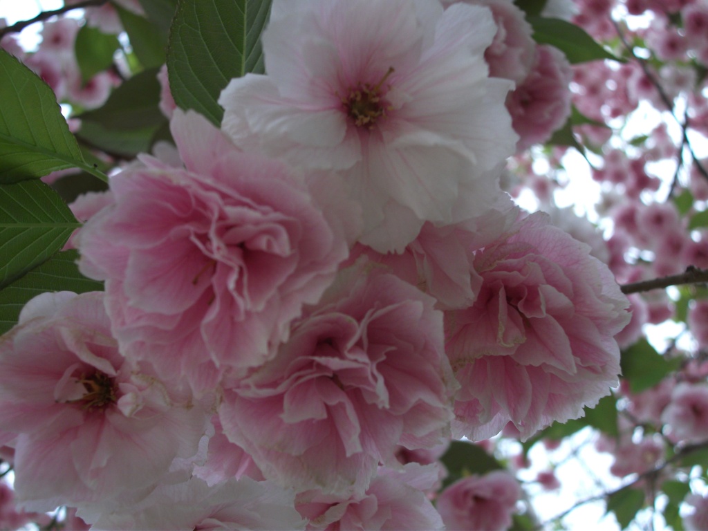 DSCF5936.JPG