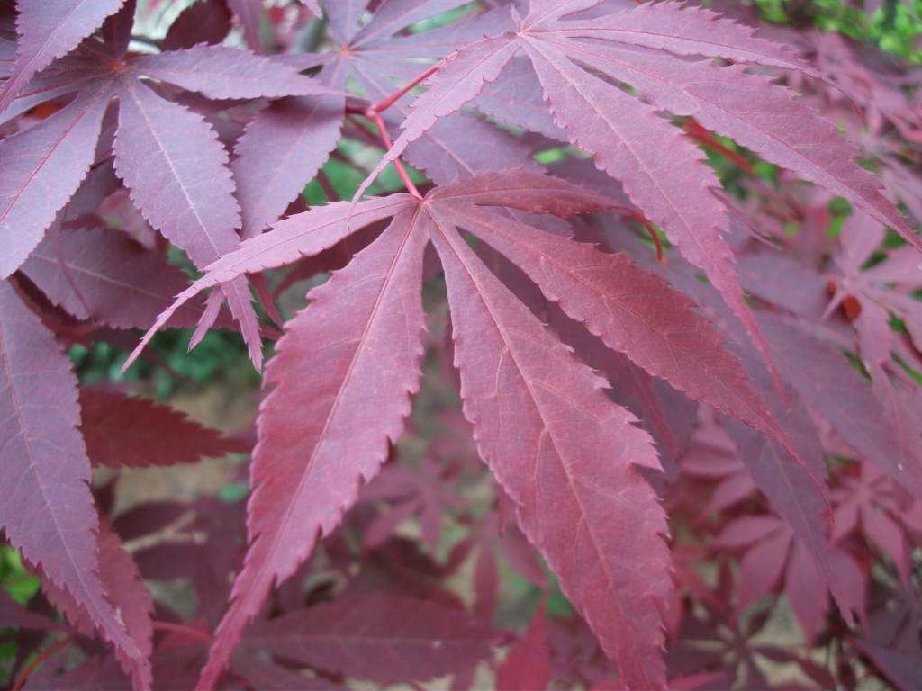 DSCF5940.JPG