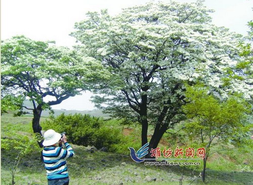 0.章丘千年流苏树.jpg