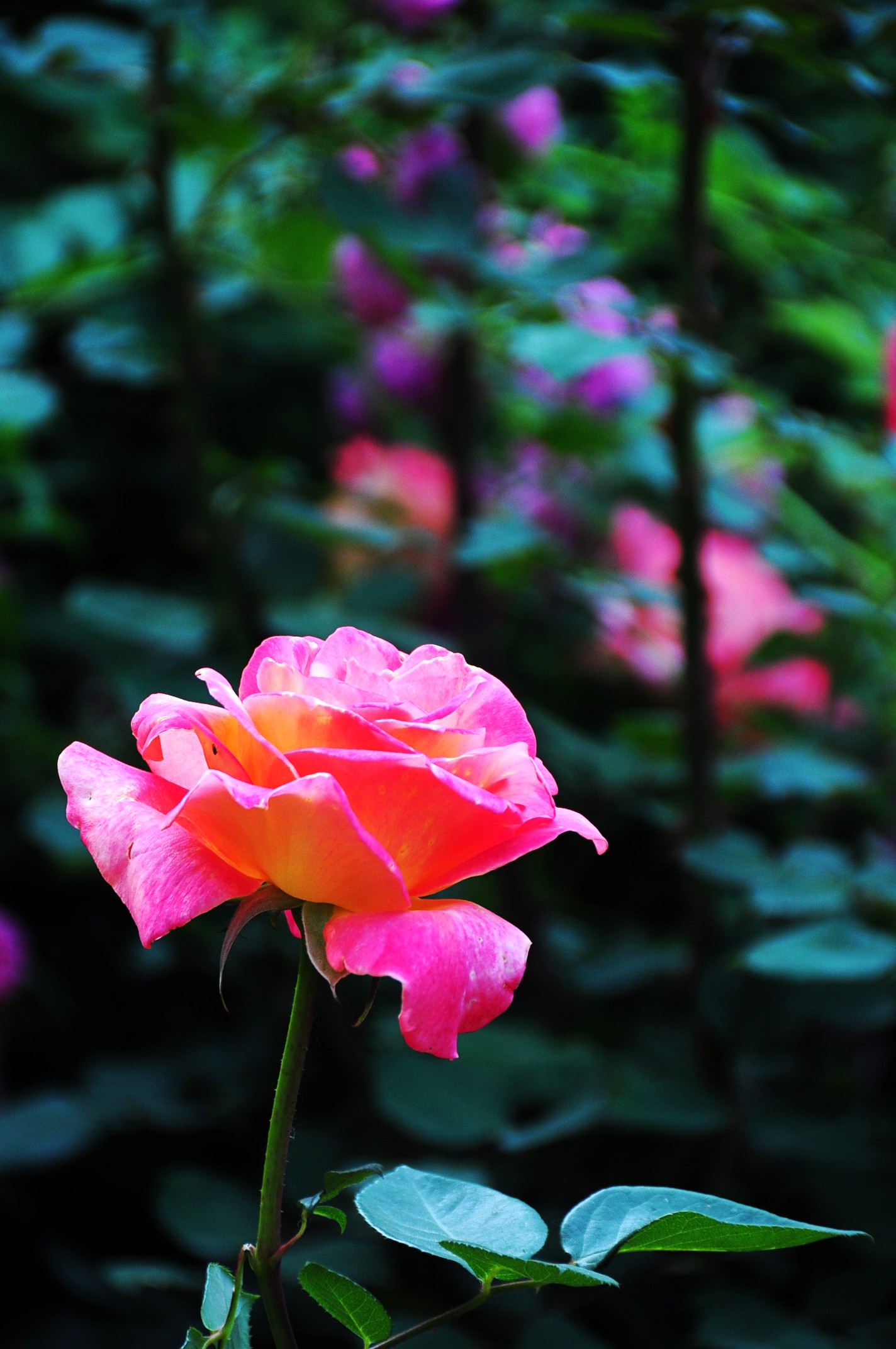 dsc_0212_conew1.jpg