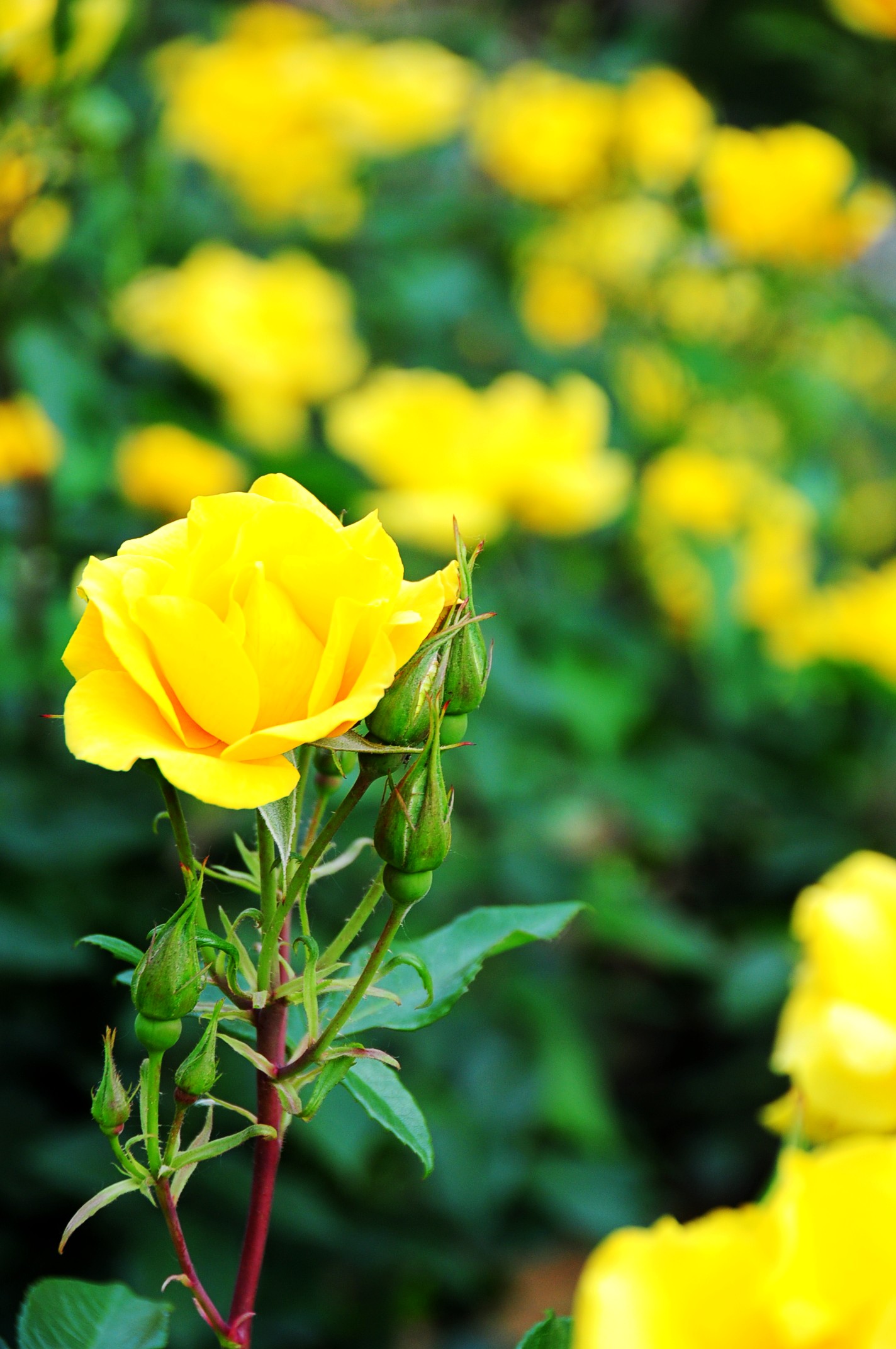 dsc_0220_conew1.jpg