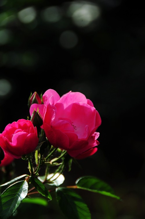 dsc_0281_conew3.jpg