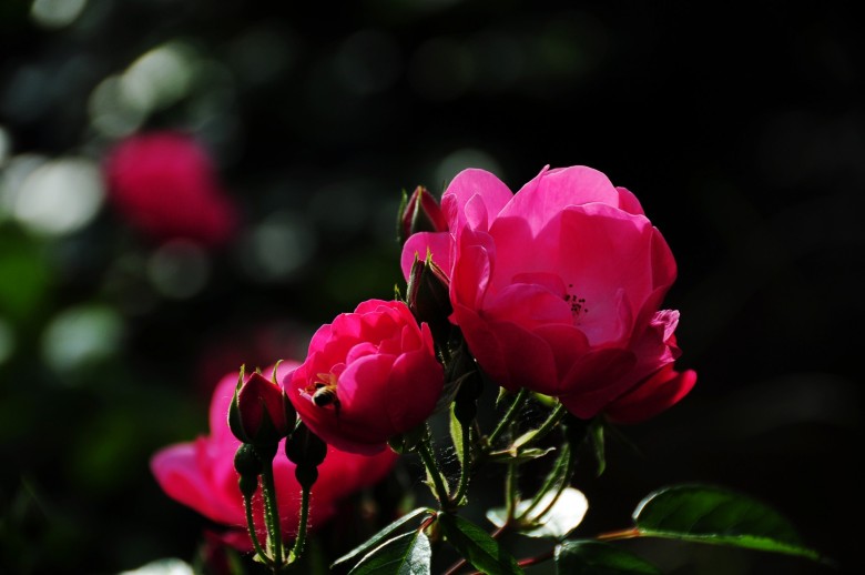 dsc_0283_conew3.jpg