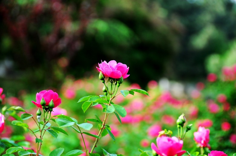 dsc_0341_conew2.jpg