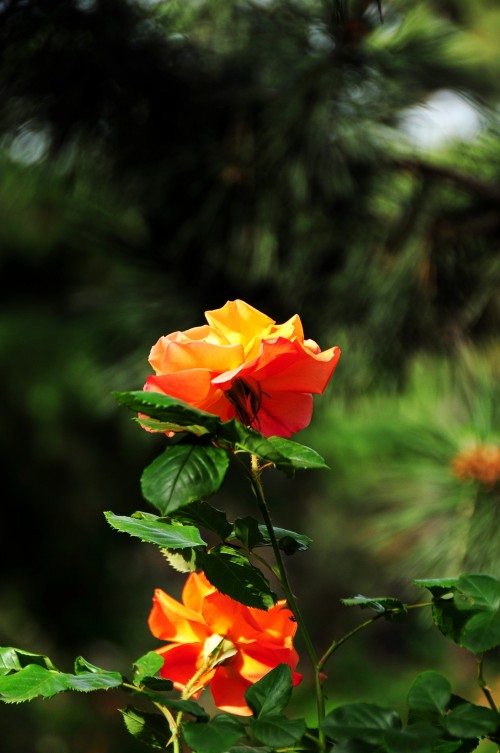 dsc_0347_conew2.jpg