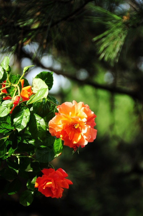 dsc_0348_conew2.jpg
