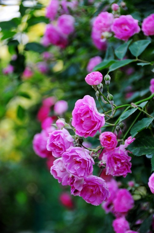 dsc_0410_conew2.jpg