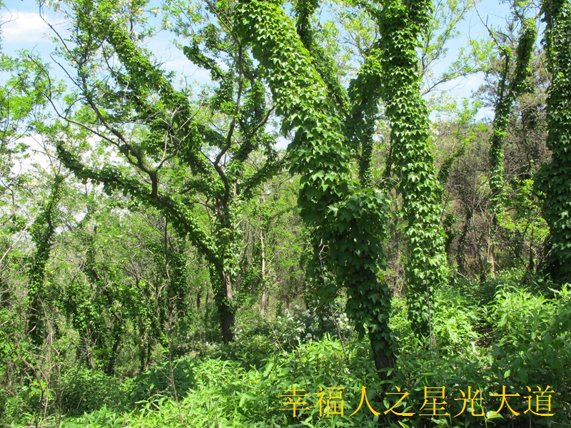 IMG_4006_看图王.jpg