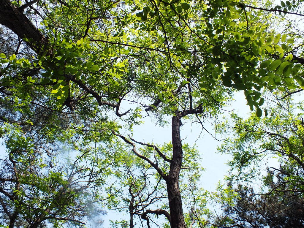 DSCF4768.JPG