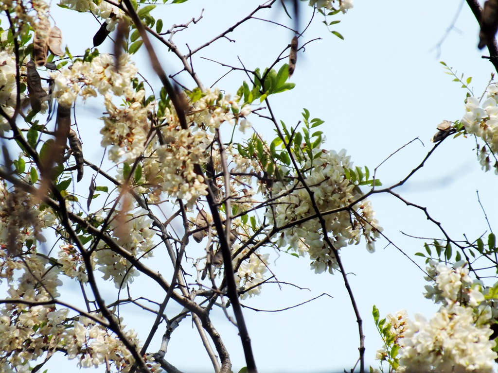 DSCF4784.JPG