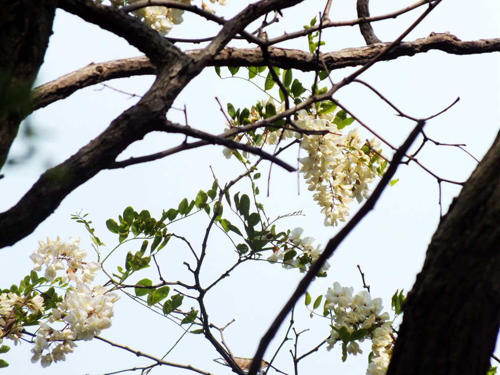 DSCF4785.JPG