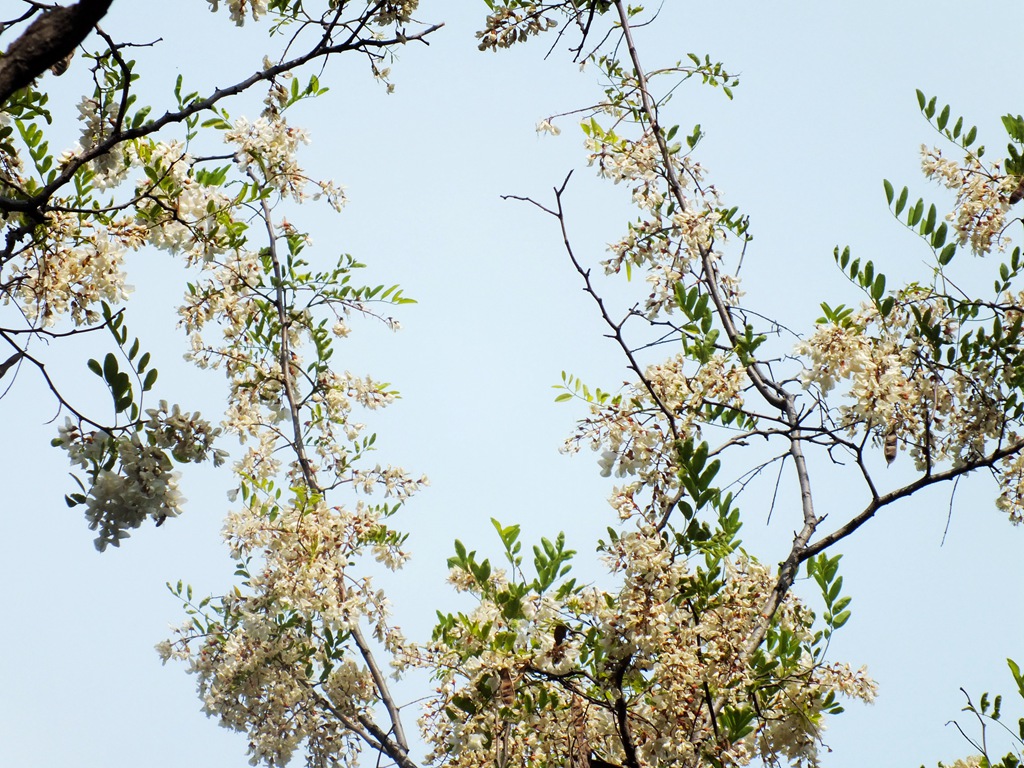 DSCF4786.JPG