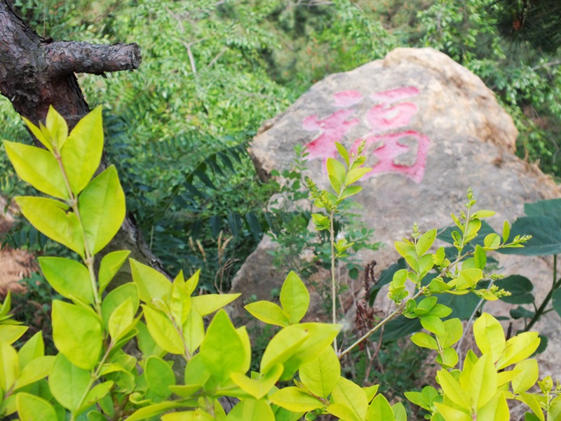 DSCF4825.JPG