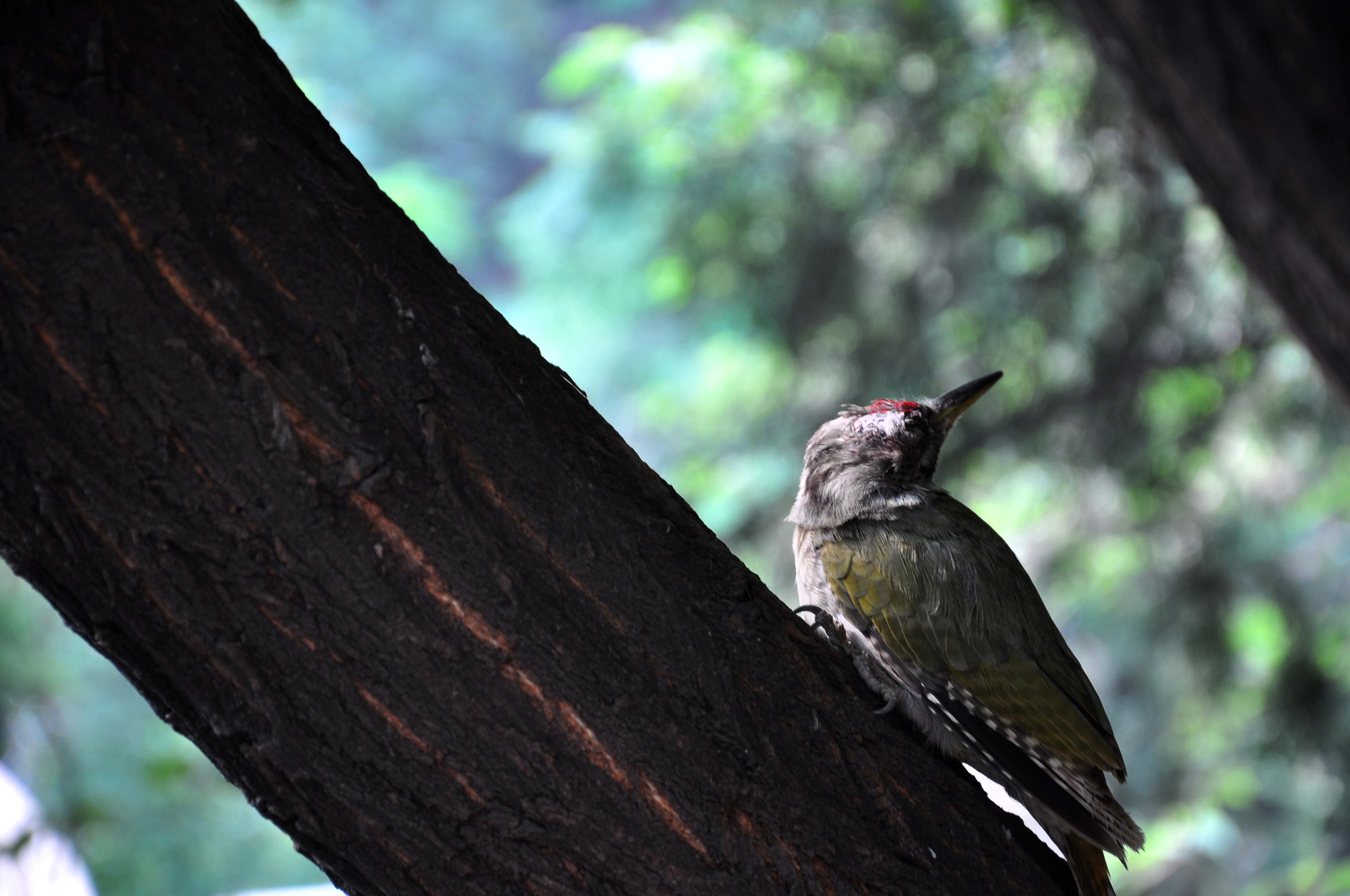 DSC_0352.JPG