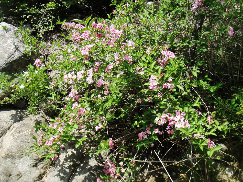 DSC05102.jpg