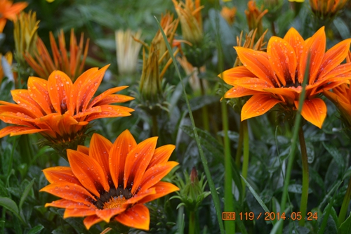 DSC_0084.jpg