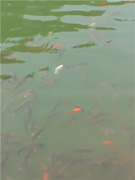 小溪鲤鱼