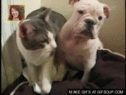 9.gif