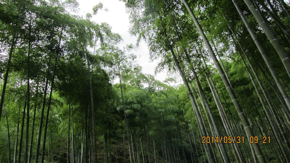 竹海藏龙百瀑 041.JPG