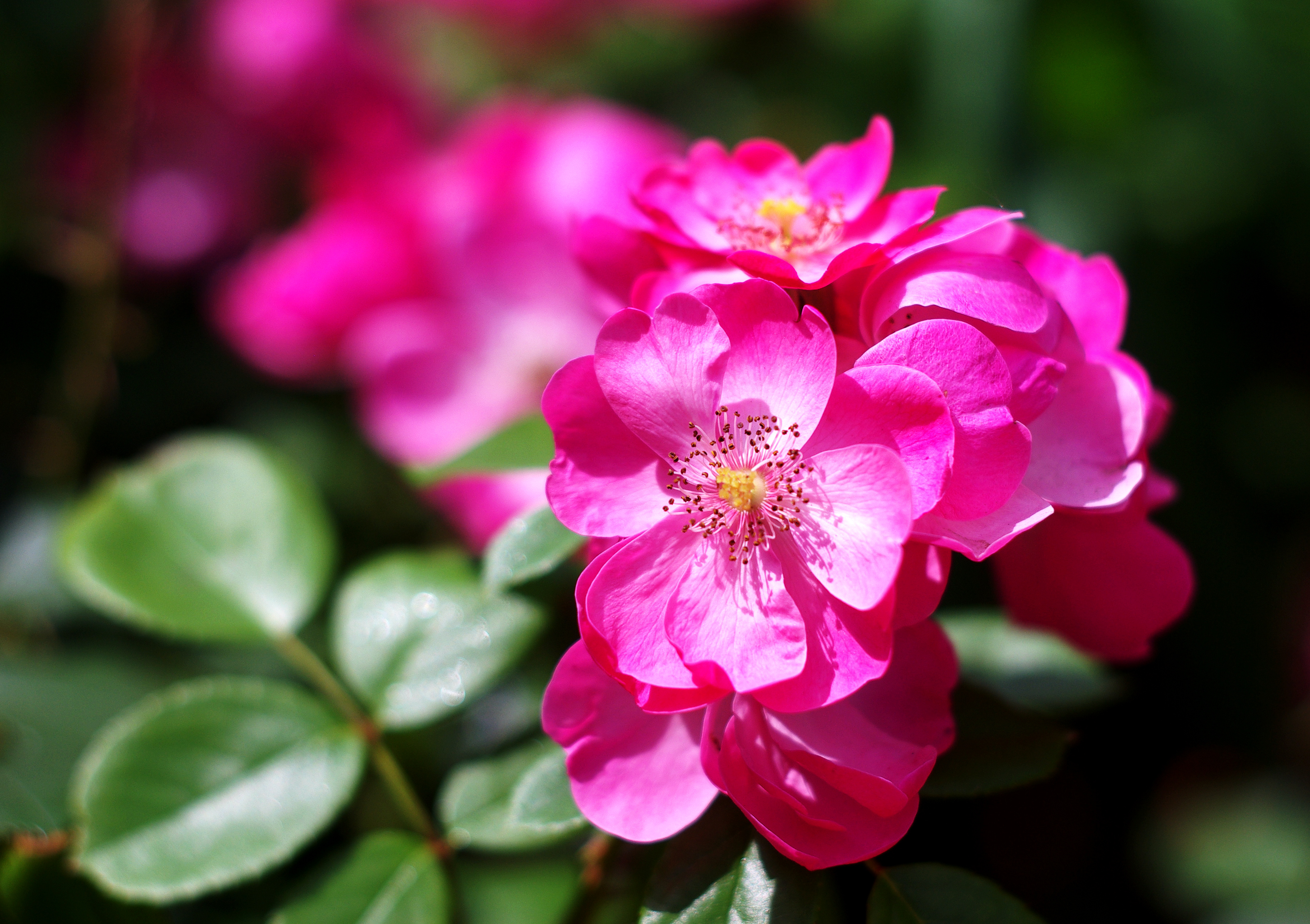IMGP1487_副本.jpg