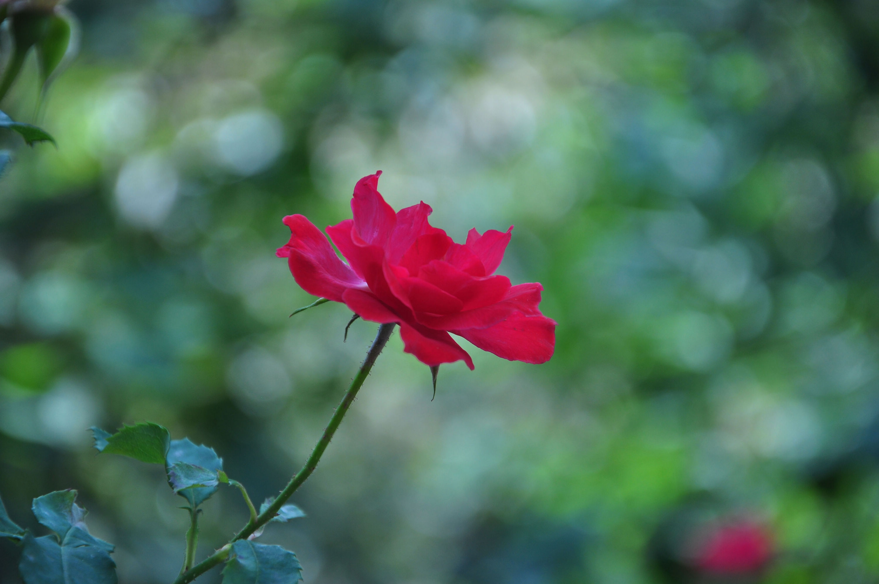 nEO_IMG_DSC_1183.jpg