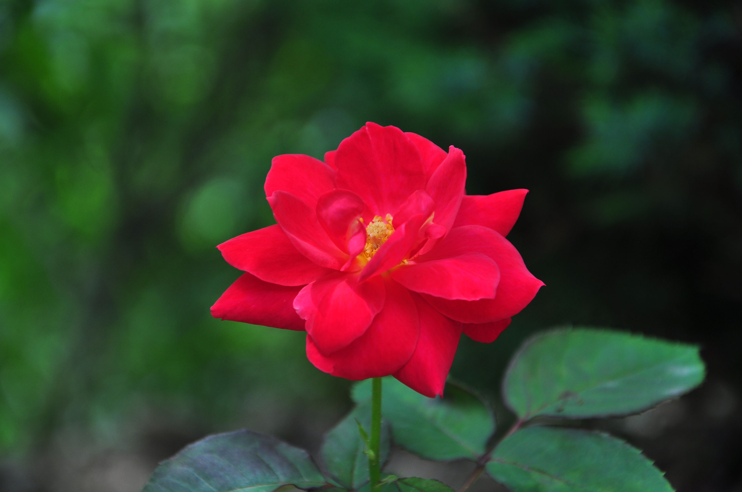 nEO_IMG_DSC_1245.jpg