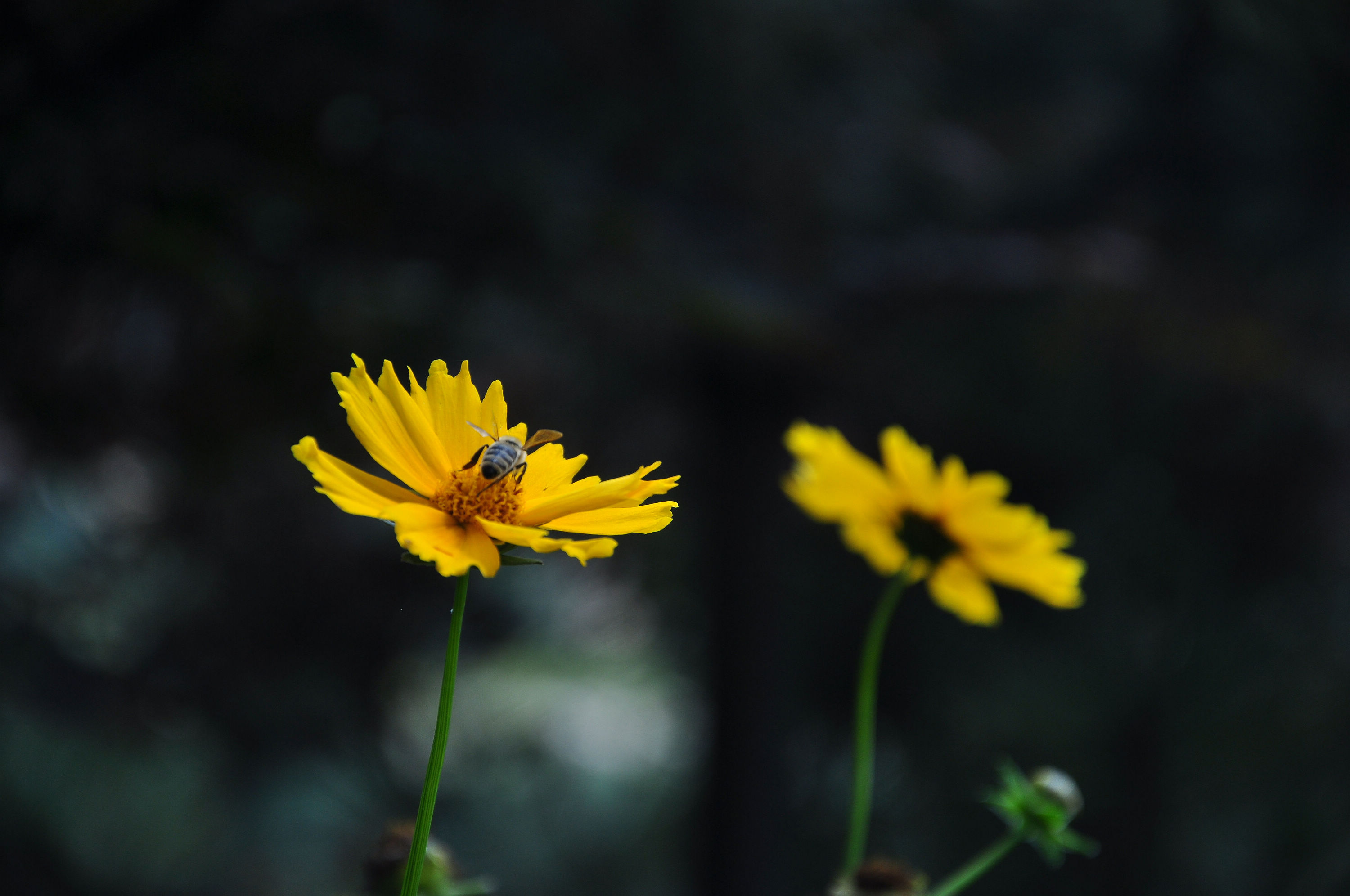 nEO_IMG_DSC_1279.jpg