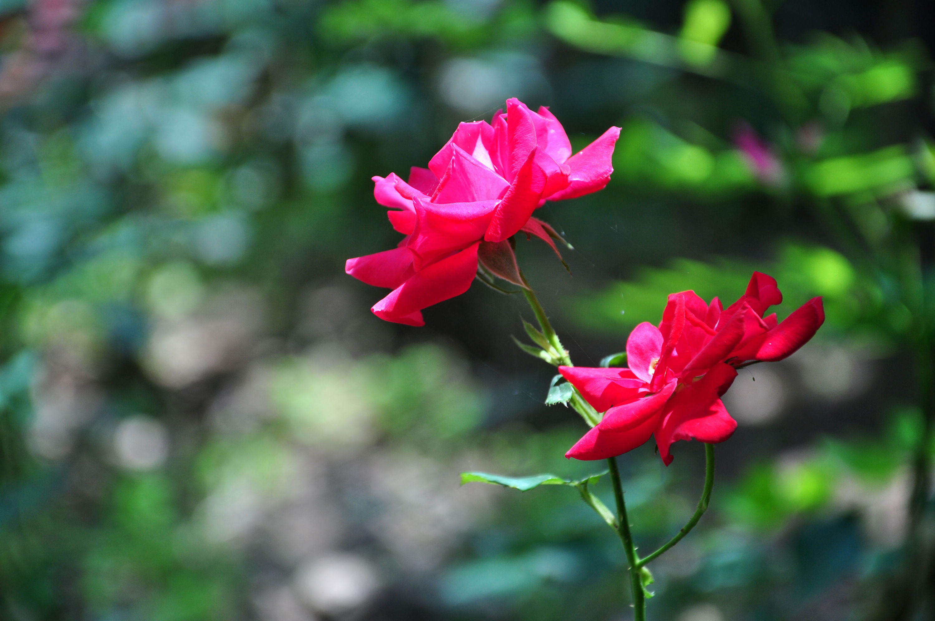 nEO_IMG_DSC_1322.jpg