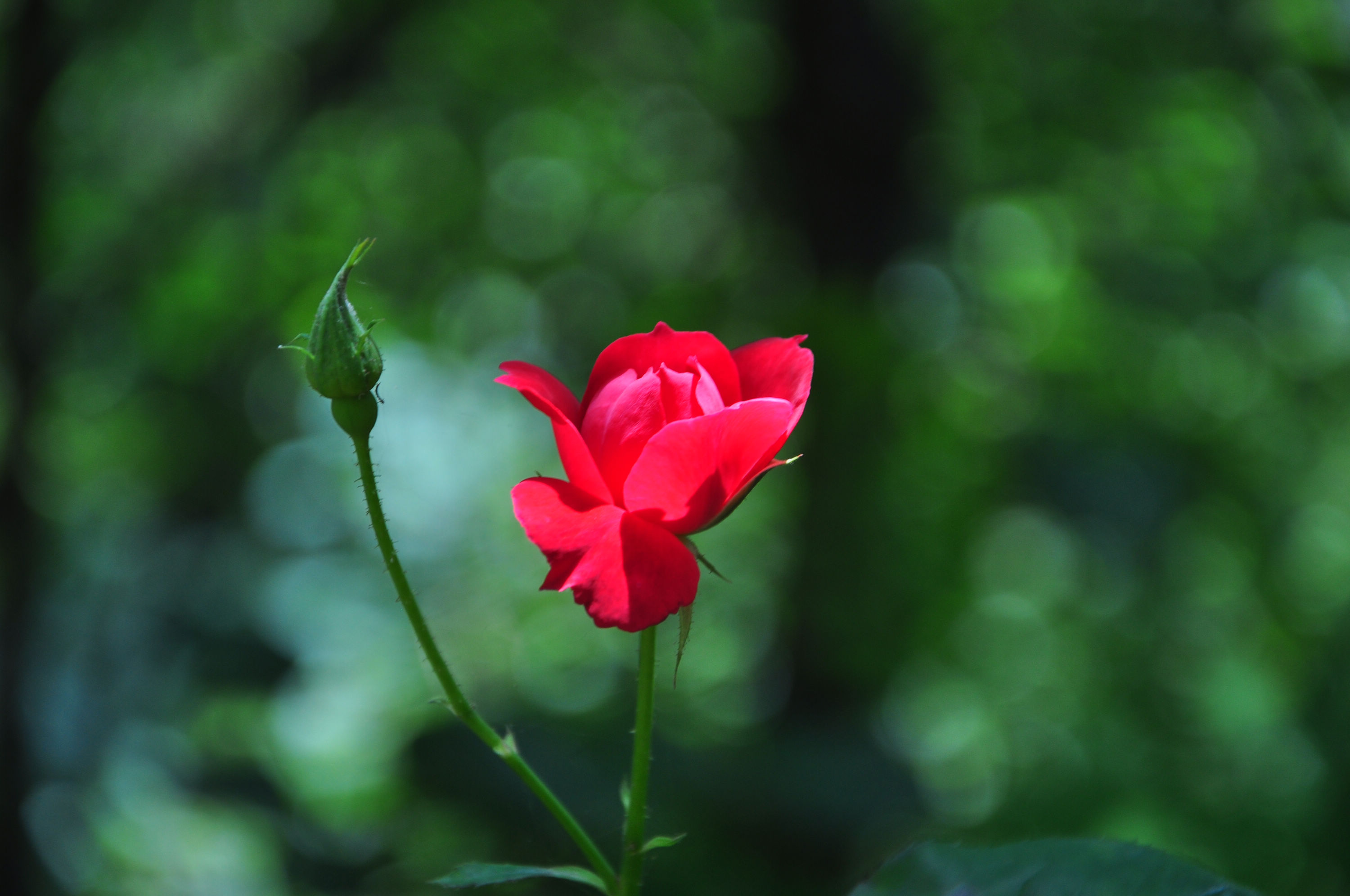 nEO_IMG_DSC_1336.jpg